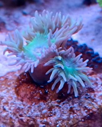 Corallo acquario marino