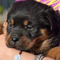 Cucciola Rottweiler