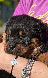 Cucciola Rottweiler