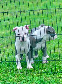 Amstaff blu occhi blu pedigree enci