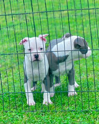 Amstaff blu occhi blu pedigree enci