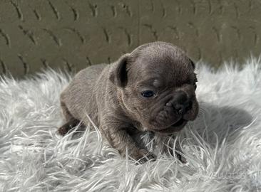 Bulldog francesi blu