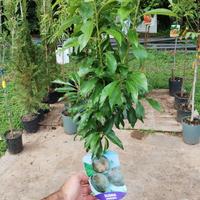 pianta susino angeleno