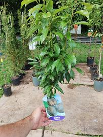 pianta susino angeleno