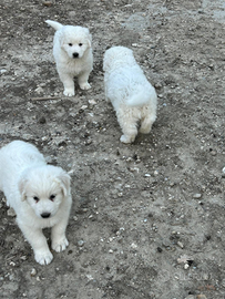 Cuccioli di pastore maremmano