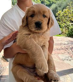Cuccioli di Golden Retriever