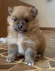 Meravigliosi cuccioli di Spitz