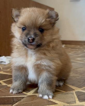 Meravigliosi cuccioli di Spitz