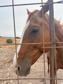 Cavallo