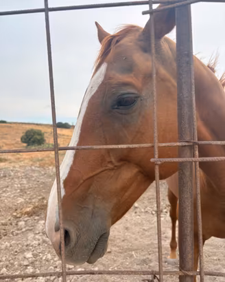 Cavallo