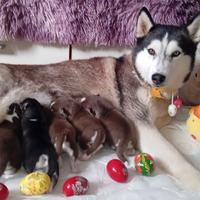 Cuccioli siberian husky