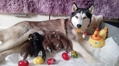 Cuccioli siberian husky