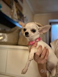 Chihuahua