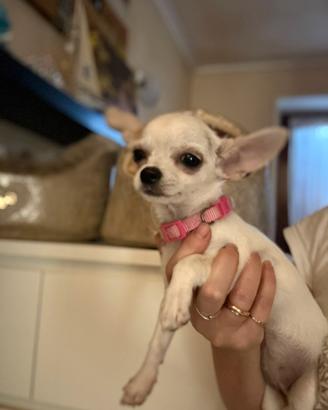 Chihuahua