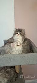 Cuccioli di gatto persiano