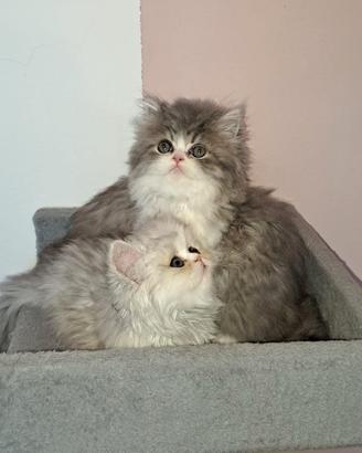 Cuccioli di gatto persiano