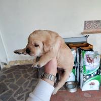 Labrador Retriever originali miele