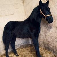 Cavallo Puledro Murgese