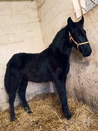 Cavallo Puledro Murgese