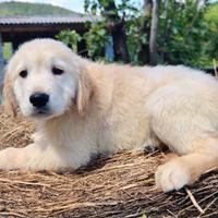 Cucciolo Golden Retriever MASCHIO Enci