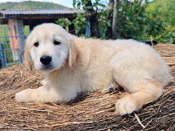 Cucciolo Golden Retriever MASCHIO Enci