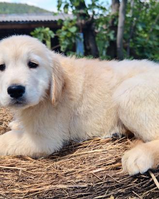 Cucciolo Golden Retriever MASCHIO Enci