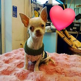 chihuahua 4 mesi maschio