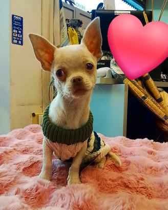 chihuahua 4 mesi maschio