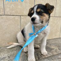 Cane cucciolo taglia media pelo morbido adotta