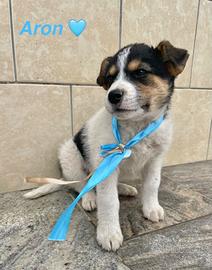 Cane cucciolo taglia media pelo morbido adotta