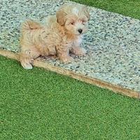 Maltipoo total black e fulvo