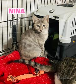 Nina, Gennaro e Tarty gattini di tre mesi