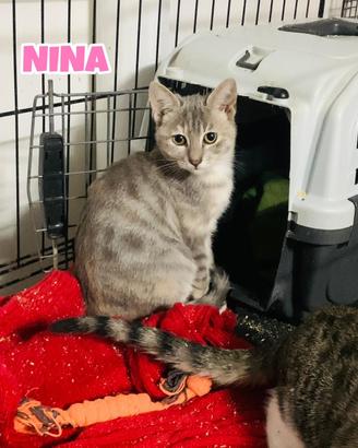 Nina, Gennaro e Tarty gattini di tre mesi