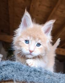 Maine coon