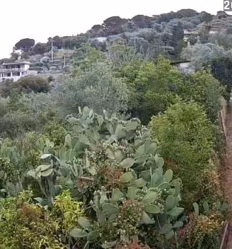 Un tuffo nel verde-Terreni panoramici