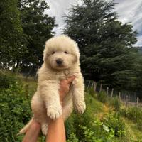 Cuccioli pastore maremmano abruzzese pedigree