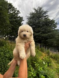 Cuccioli pastore maremmano abruzzese pedigree