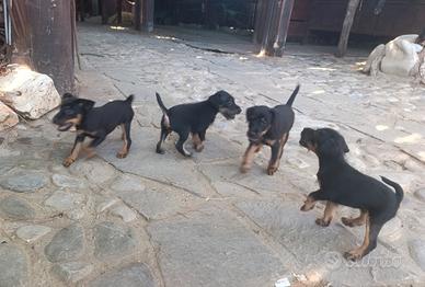 Jagd terrier