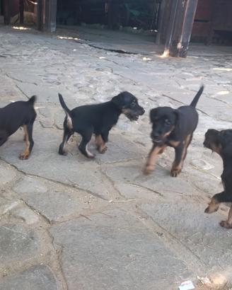 Jagd terrier