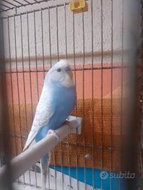 Cocorite