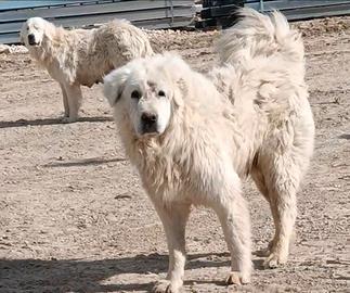 Pastore abbruzzese linea Marsicana