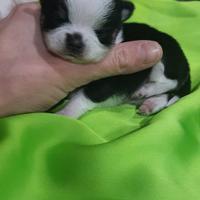 Chihuahua miny Toy tascabile a pelo lungo