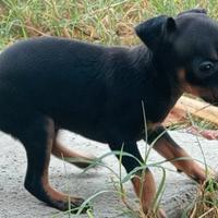 Pinscher Nano