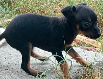 Pinscher Nano