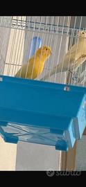 Canarini coppia