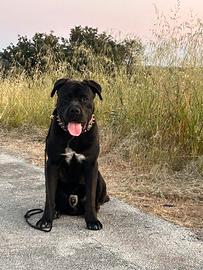 Cane Corso M disponibile per monta