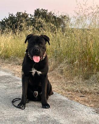 Cane Corso M disponibile per monta