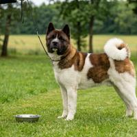 Cuccioli di Akita Americano