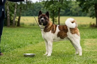 Cuccioli di Akita Americano