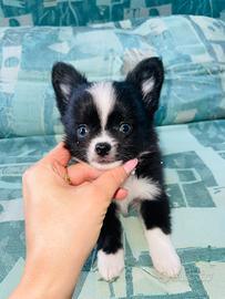 Chihuahua a pelo lungo